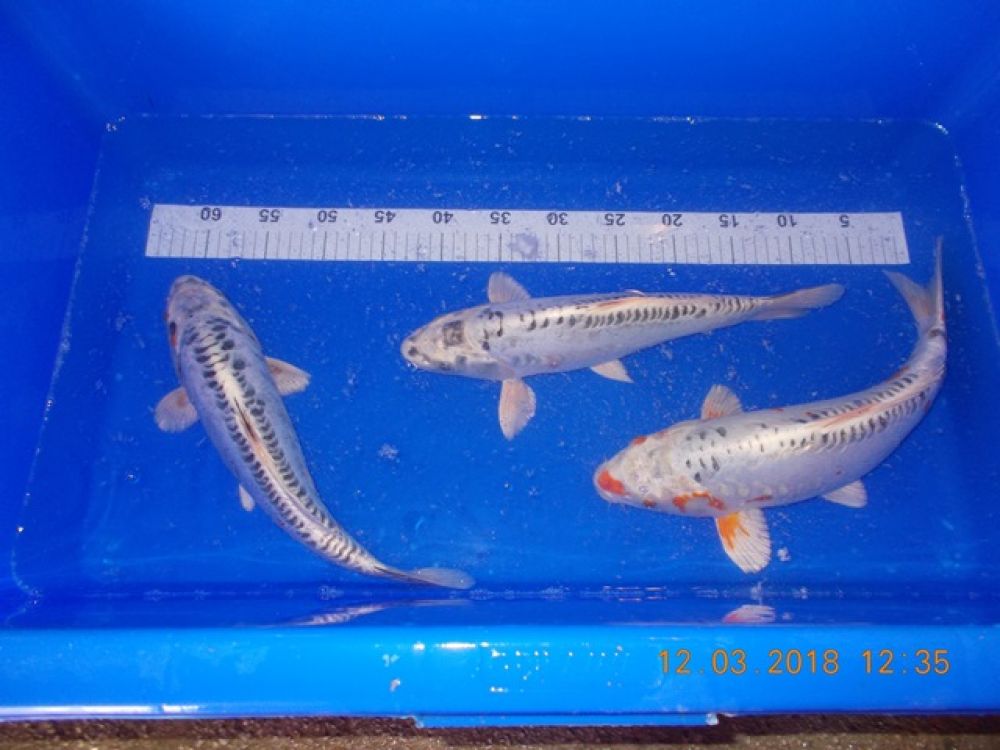 KOI mix from 30 to 35 cm
